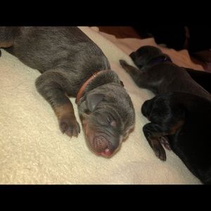 Meet your Posher, Chlochloe